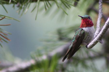 The broad-tailed hummingbird uses its fiery throat feathers, called a gorget, to attract a mate. (Kati Fleming, CC BY-SA 3.0)