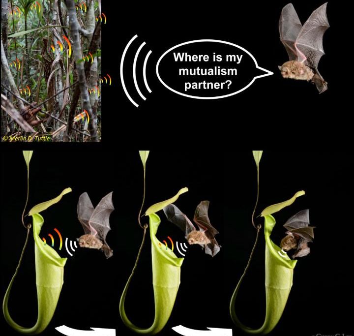 bat and pitcher plant