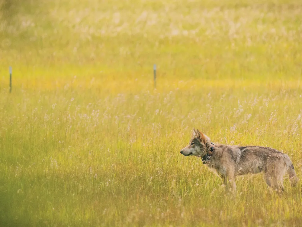 SOCIAL - young male wolf