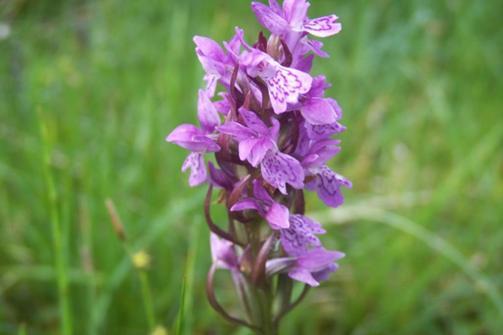 20110520102403OrchidDact_1.jpg