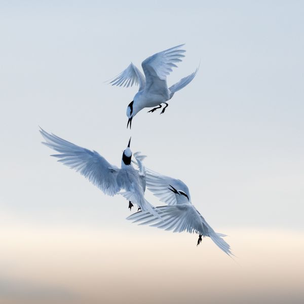Black-naped Terns in aerial conflict thumbnail