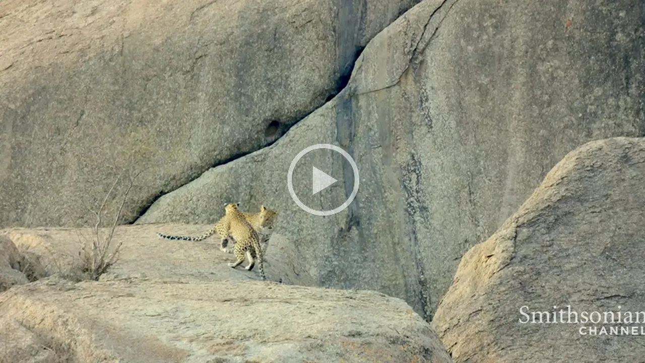 Preview thumbnail for A Pair of Leopard Cubs Take Advantage of Mom's Absence