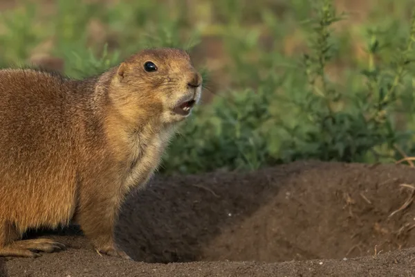 Prairie Dog Barking thumbnail