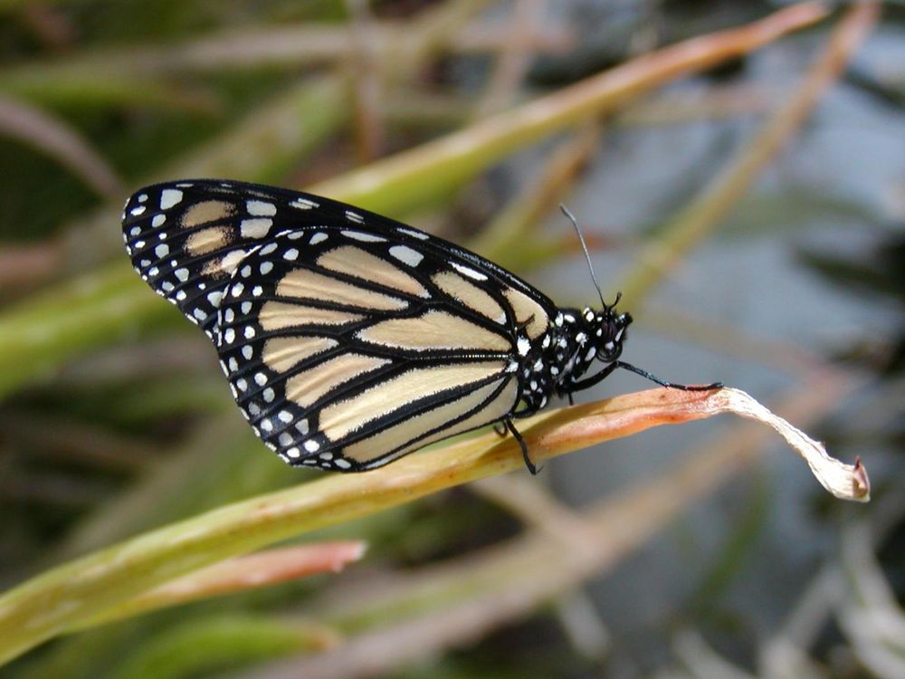 Monarch butterfly 