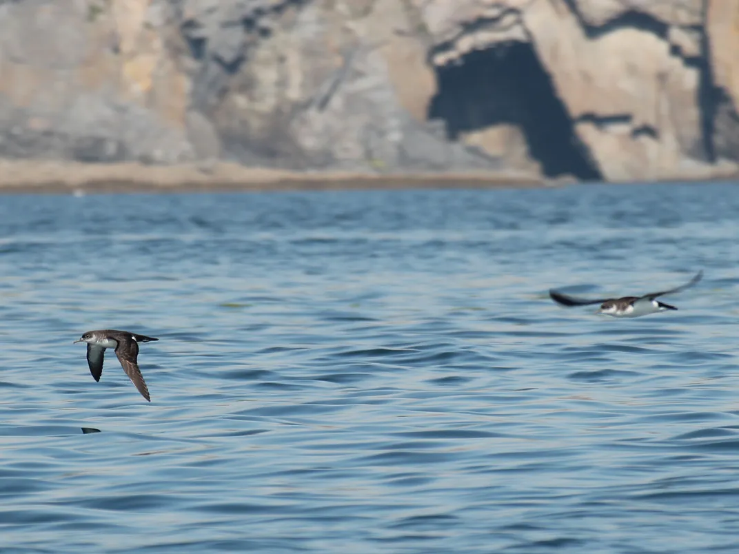 Manx Shearwaters