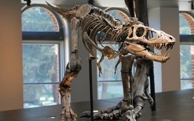The reconstructed cast of a juvenile Tyrannosaurus in the NHMLA’s centerpiece Dinosaur Hall display.