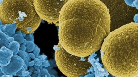 Scientists are learning that bacteria play a crucial role in our digestion of food, including our intake of fats.