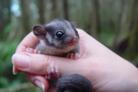 An estimated 4,000 Leadbeater's possums live in Victoria, split between highland and lowland populations.