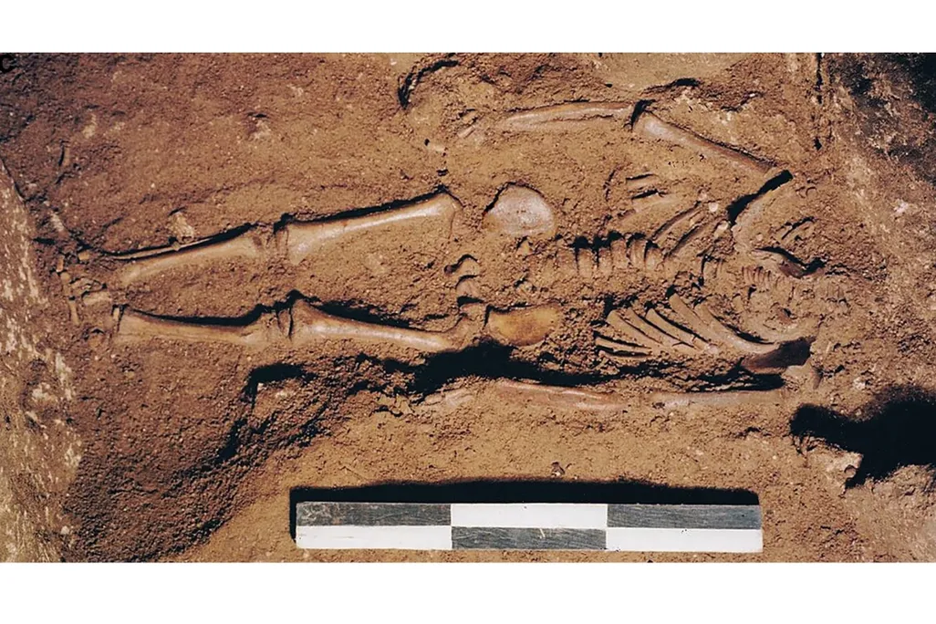 skeleton
