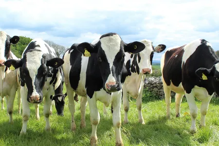Cows produced more saliva and snot, were wobbly on their feet and moved their tongues around a lot after eating high-cannabinoid hemp.