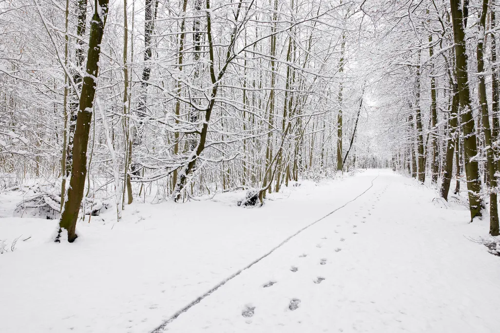 Snowy Woods