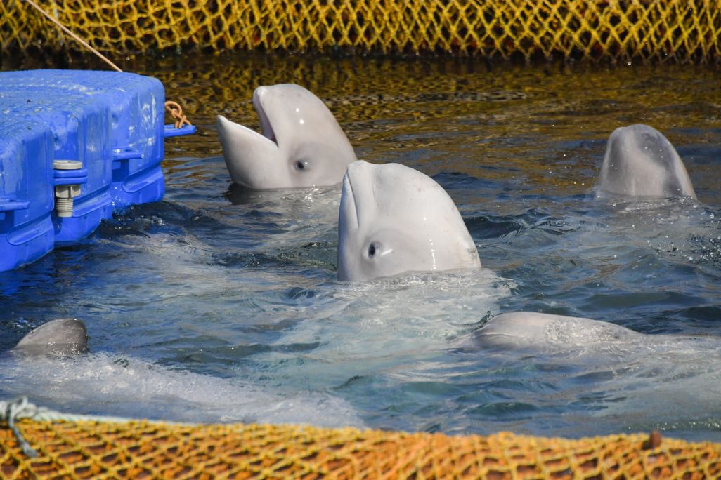 Belugas in captivity