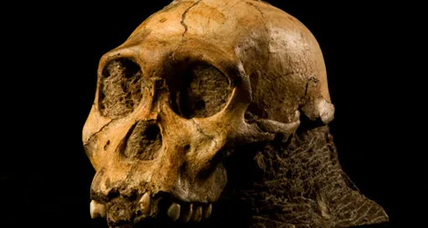 The skull of Australopithecus sediba