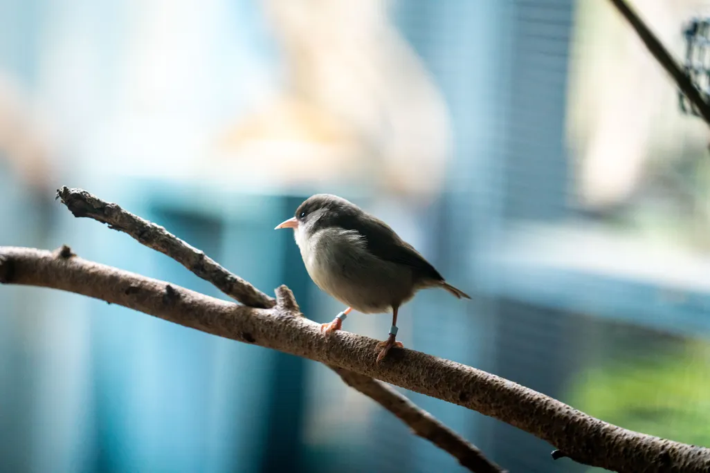 Small gray bird