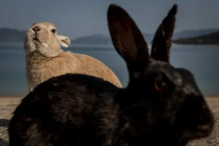 For rabbits and hares, females typically weigh more than males, according to a new study.