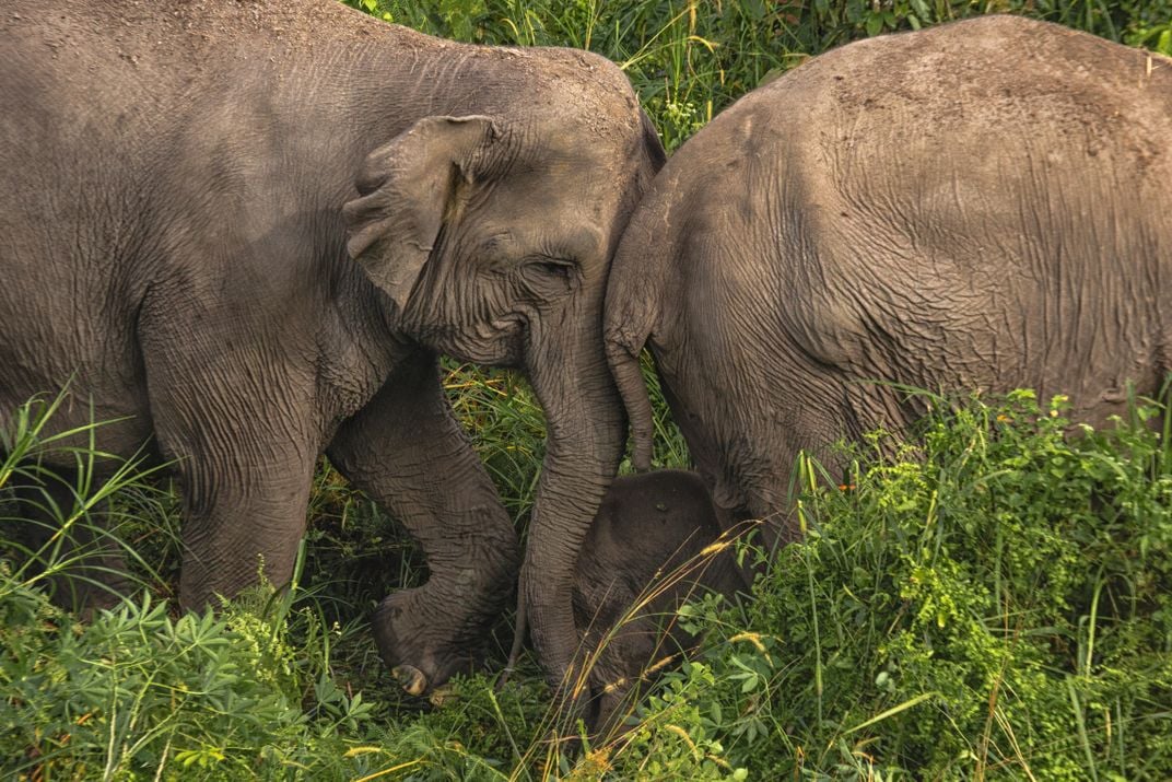 Endangered Sumatran elephants | Smithsonian Photo Contest | Smithsonian ...