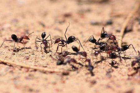 An ant of the species Iridomyrmex purpureus (center) lifts a leg in an aggressive display when she encounters ants from a different nest.