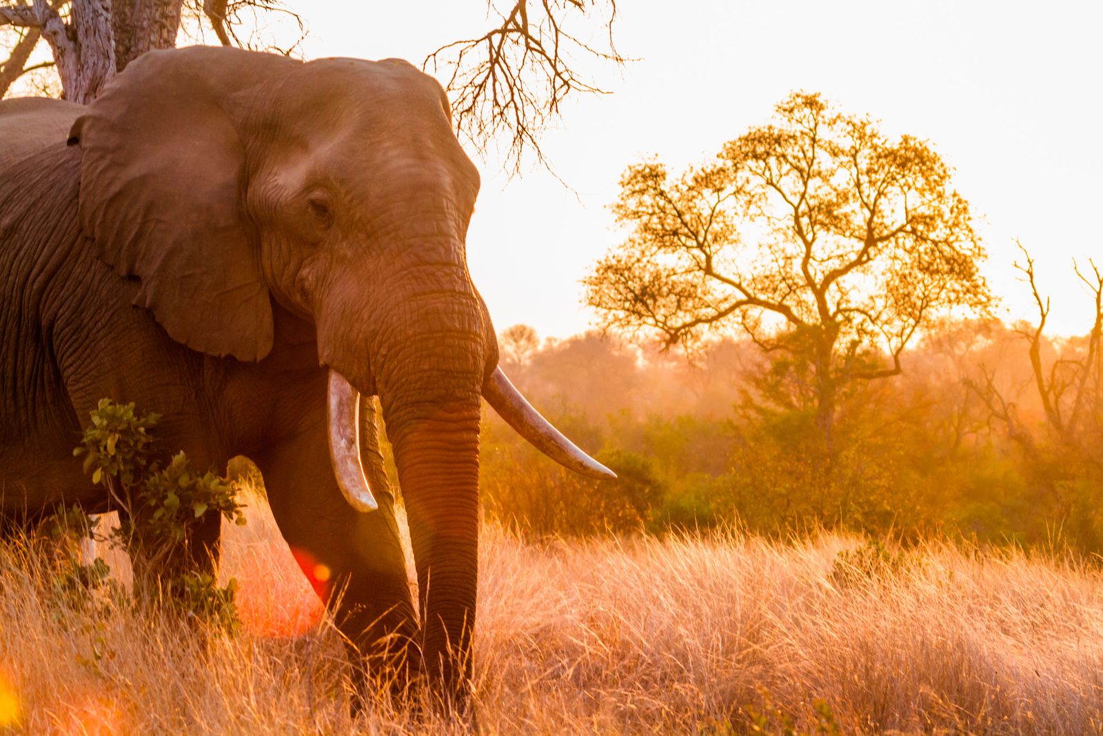 In South Africa, a Smart Gate Could Help Connect Elephants’ Fragmented Habitat