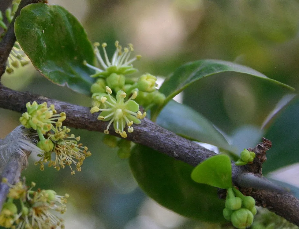 a close-up of a thin tree branch with leaves and small flowers and buds