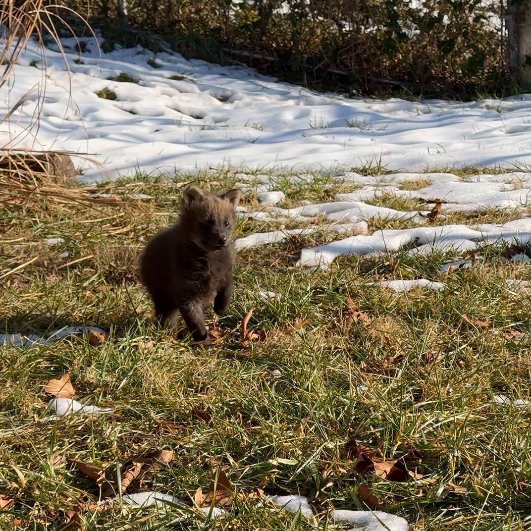 Baby wolf in a snowy yard.