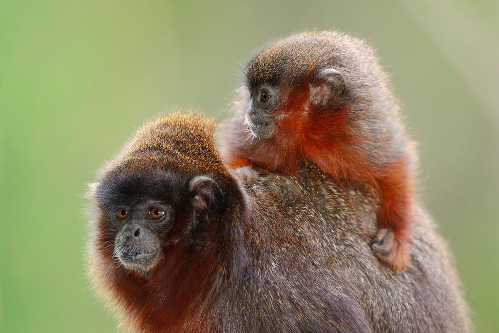 Red Titi Monkeys