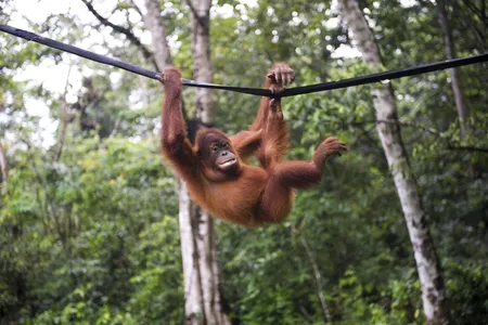In a recent study, researchers examined 40 videos of great apes spinning on ropes and calculated their average rotational velocity.