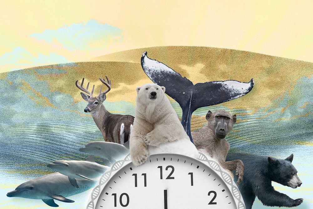 Illustration of dolphins, a deer, a polar bear, a whale fluke, a primate and a black bear peering out from a clock