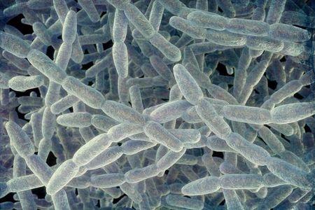 An illustration of Legionella bacteria, the cause of Legionnaires' disease