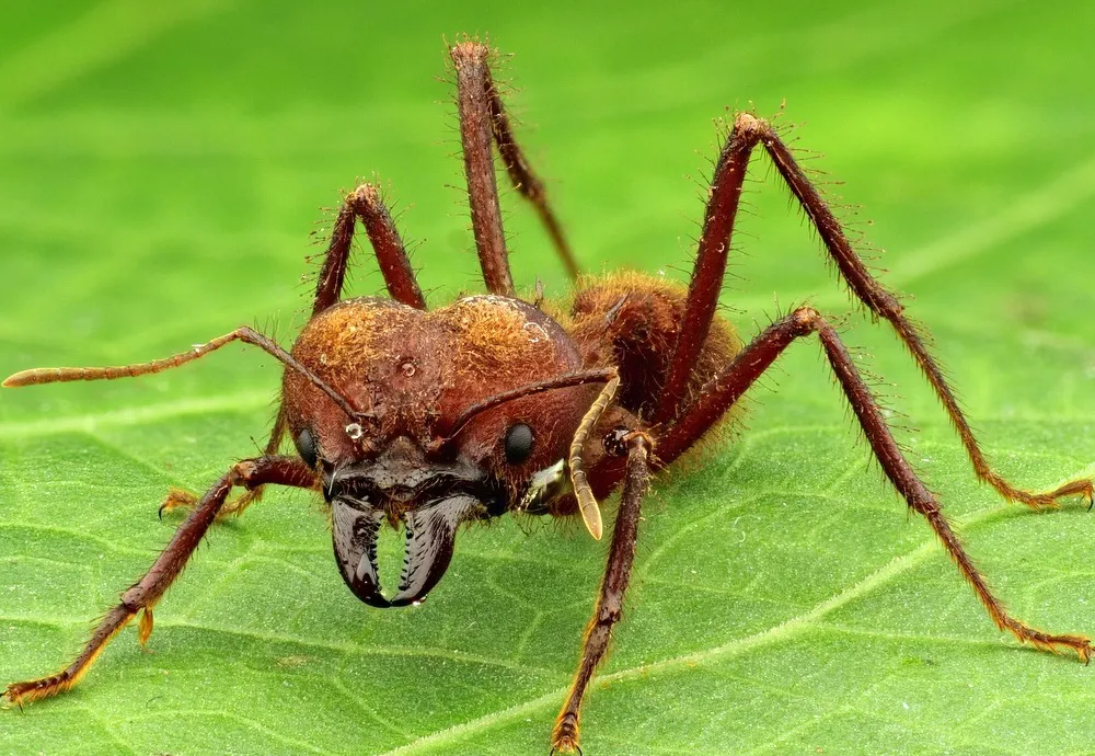 A reddish orange leafcutter ant with large front mandibles on a green leaf