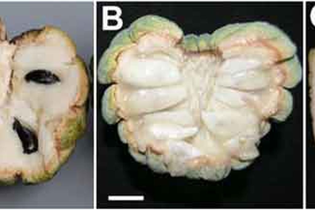 20110520090234fruit-seeds-pnas.jpg