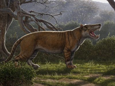 An artist's rendering of the extinct hypercarnivore