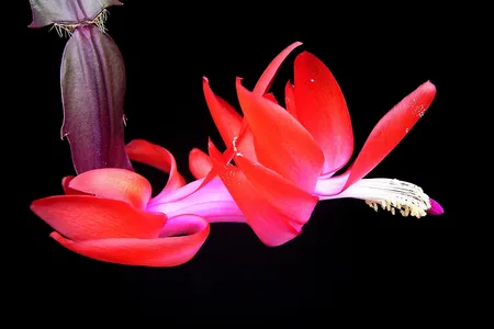 The reproductive organs of Schlumbergera, known as the Holiday Cactus. This was heady stuff in Erasmus Darwin's time.
