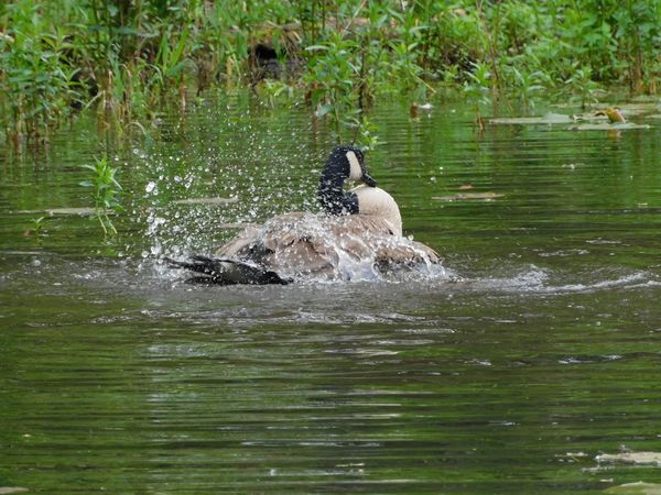 Canadian Goose taking a bath thumbnail