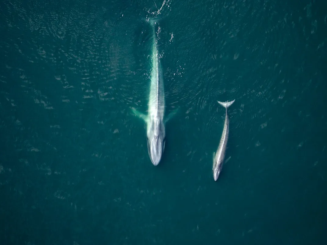 Blue Whale Mother and Calf