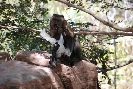 Researchers observed bearded capuchins in Brazil eating birds (shown here), lizards, rodents, opossums, snakes and other small vertebrates.