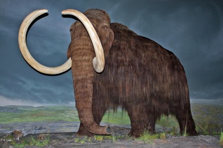 Woolly mammoth restoration at the Royal British Columbia Museum, Victoria, British Columbia.
