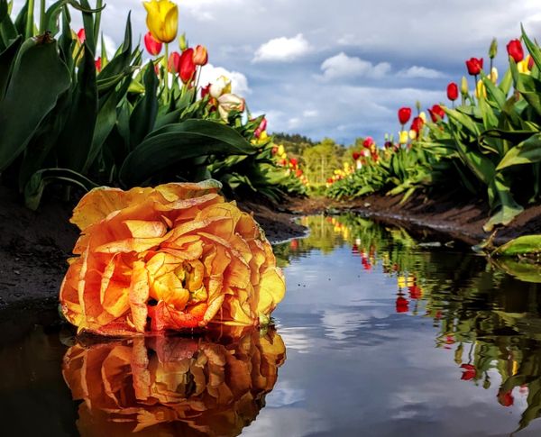 Fallen Tulip in the Holland America Flower Garden thumbnail