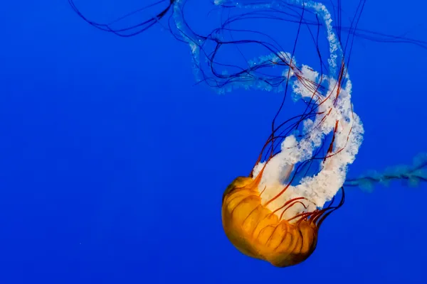 Jellyfish thumbnail