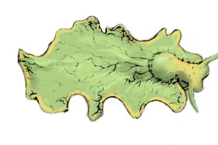 Illustration of the Elysia chlorotica by Mary Peart from "Report on the Invertebrata of Massachusetts" by Augustus A. Gould, W. G. Binney
