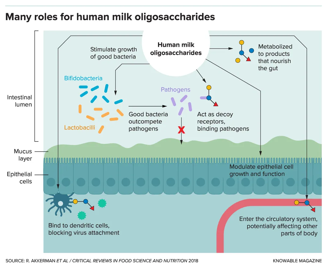 In Pursuit of Better Baby Formula