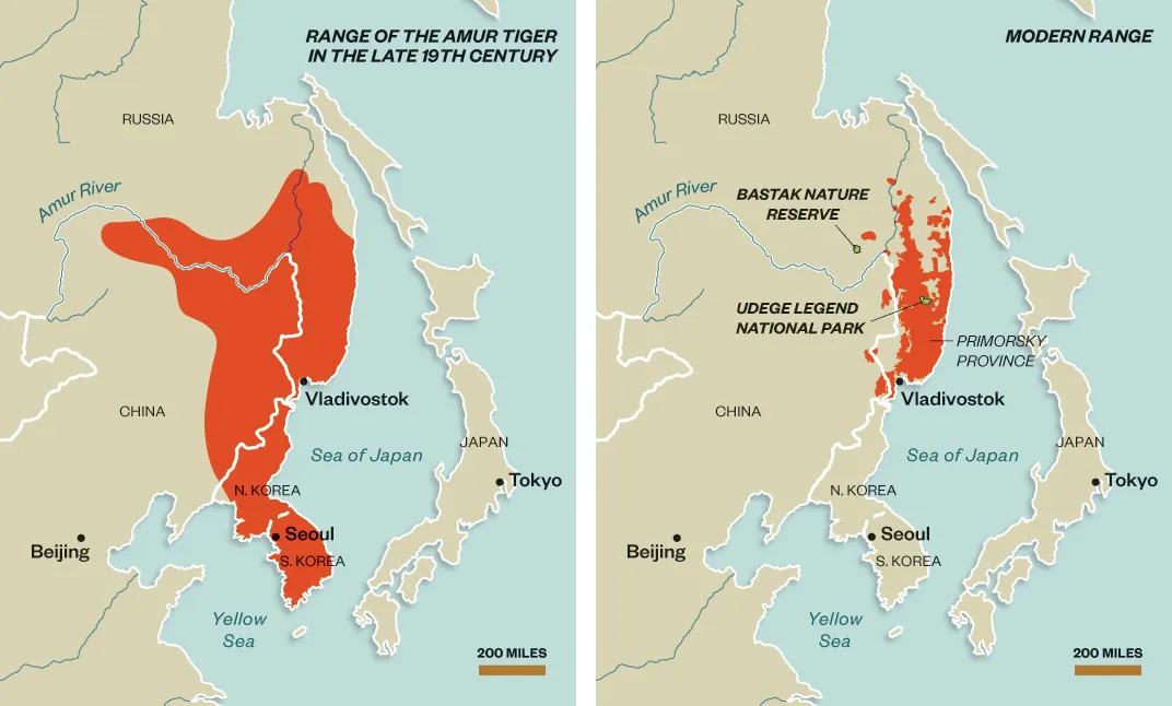 Can the Siberian Tiger Make a Comeback?