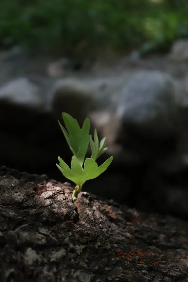 Light on the bud of the tree thumbnail