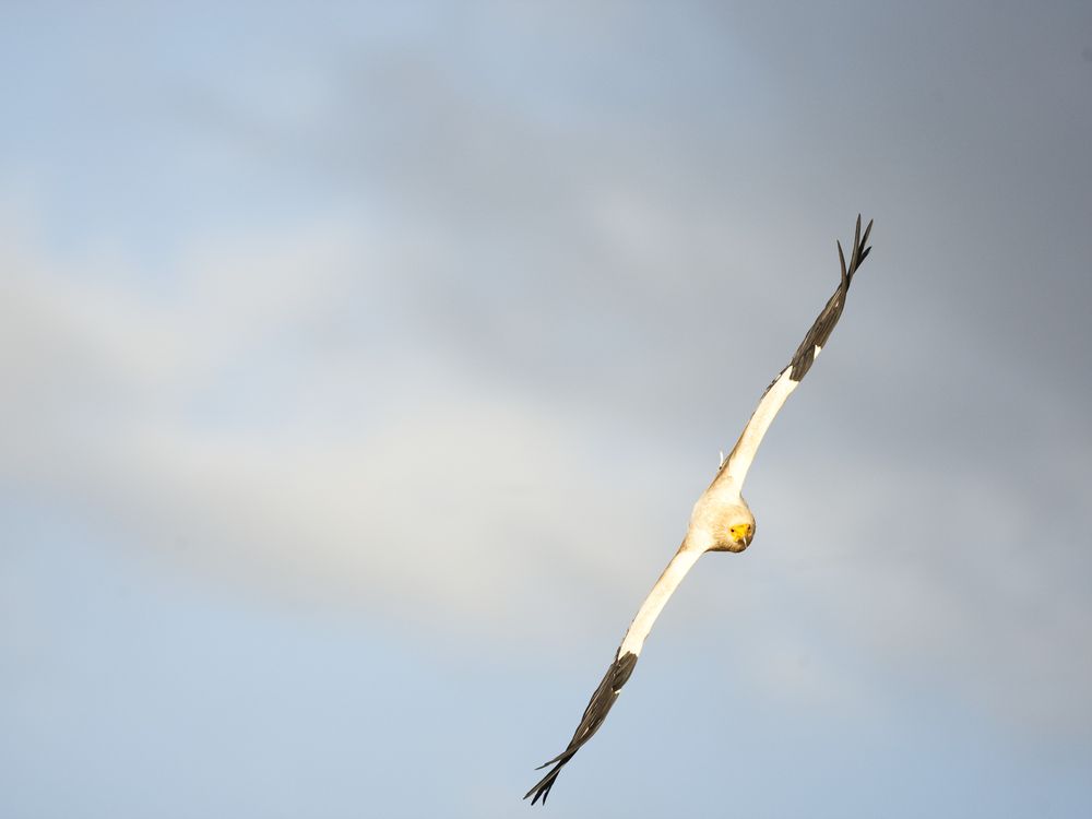 Egyptian Vulture