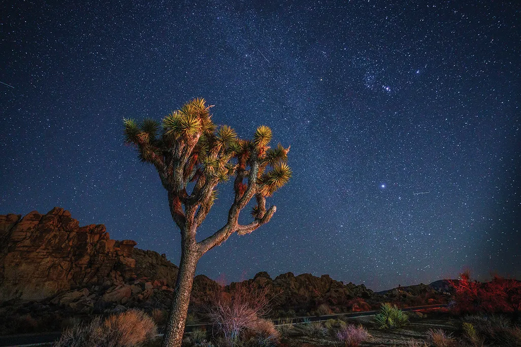 A starlit night at Joshua Tree National Park.