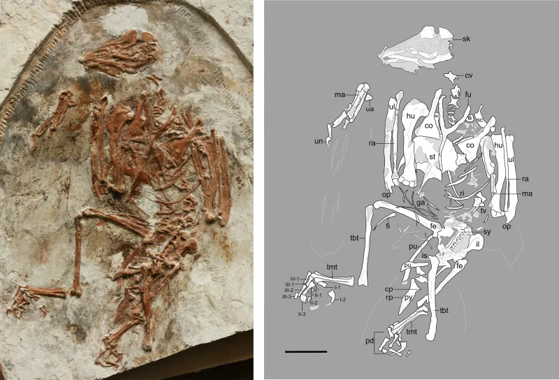 on the left, a skeleton fossil of a bird; on the right, a diagram showing each of the bones