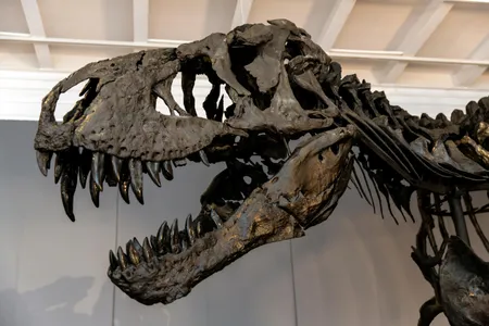 How would you calculate the weight of a T. Rex based only on its bones? There's at least two ways to find the answer, experts found.