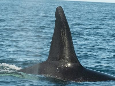 The hunting pod is led by Moctezuma, an adult male, named after an Aztec emperor.