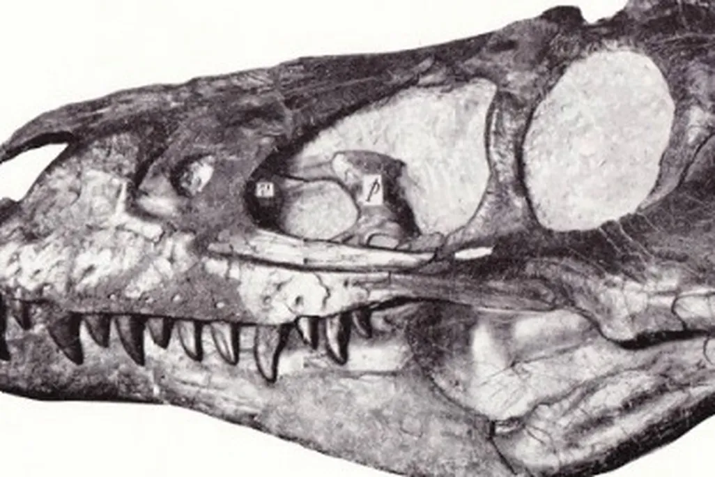 The skull Gilmore described as "Gorgosaurus lancensis"