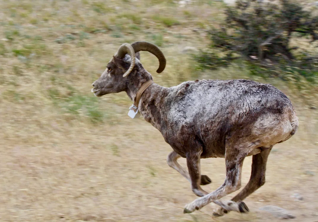 Argali Release