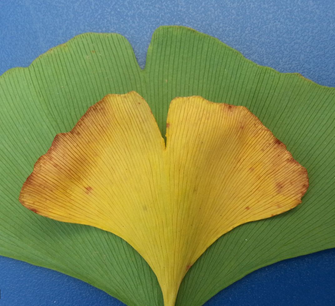 Smithsonian Scientists Are Using Ginkgo Leaves to Study Climate Change—They Need Your Help